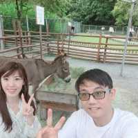 斑比山丘⛰️小鹿斑比的Wonderland🦌