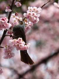 Chasing Sakura at Ueno Park 🌸