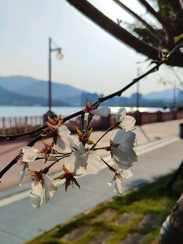 大埔 賞櫻