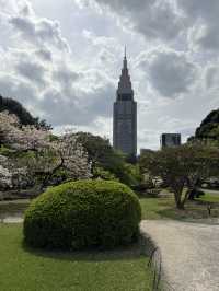 Spring Blossoms at Shinjuku Gyoen🌸