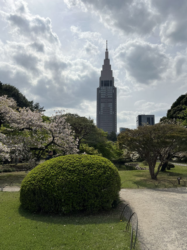 Spring Blossoms at Shinjuku Gyoen🌸