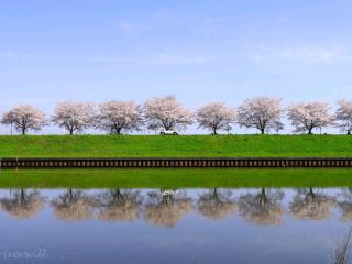 【群馬県】SNSで話題！絵本のような可愛らしい桜の風景「群馬の水郷公園」