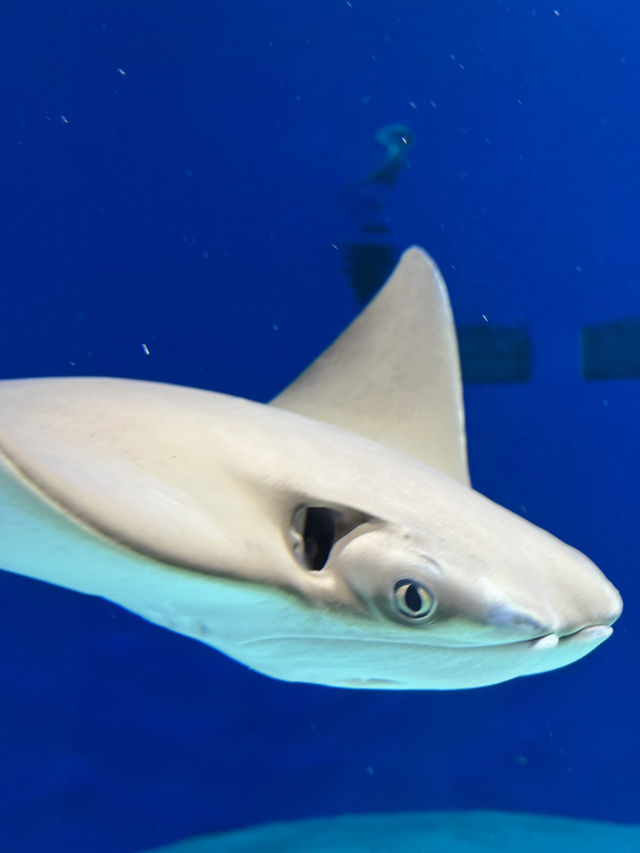桃園 Xpark水族館 
