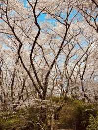Temi's Spring Walk: Urban Nature's Delight