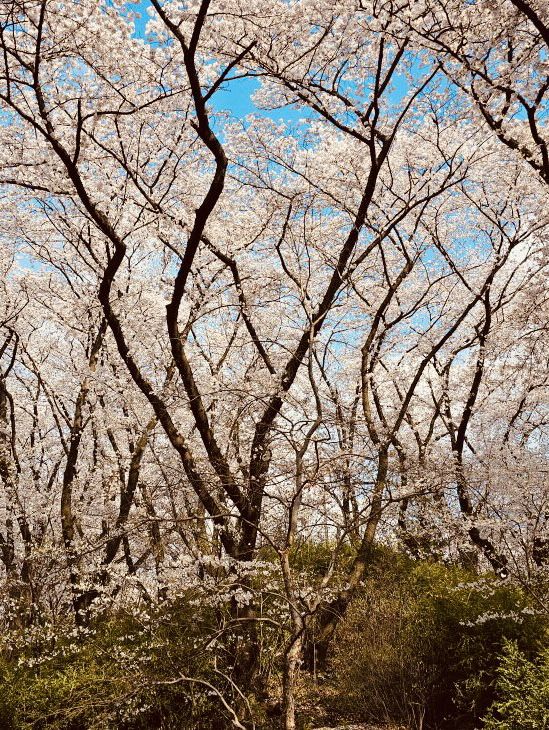 Temi's Spring Walk: Urban Nature's Delight