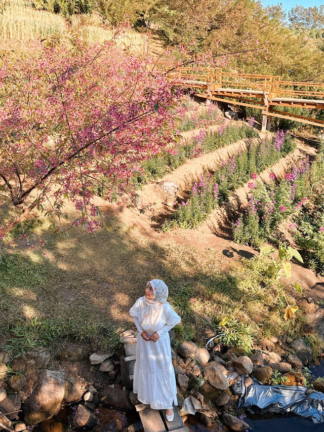 Chasing cherry blossom at Doi Inthanon 🌸