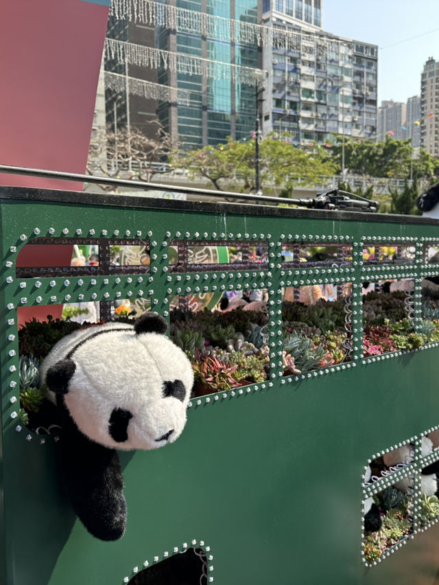 百花齊放的香港花卉展覽2025🥰😘😍💐🌺🪻🌸🌻🌞
