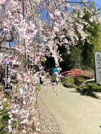 【福島×春旅】 70年以上かけ華族で作った花見山公園