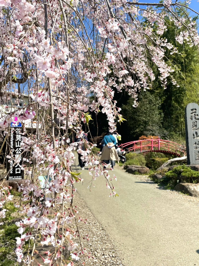 【福島×春旅】 70年以上かけ華族で作った花見山公園
