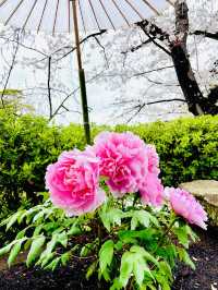 【神奈川県/鎌倉　豪華爛漫✨春ぼたんと桜が楽しめる美しい庭園】