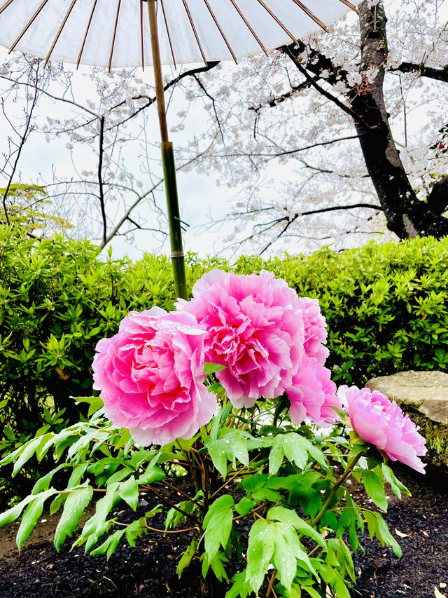 【神奈川県/鎌倉　豪華爛漫✨春ぼたんと桜が楽しめる美しい庭園】