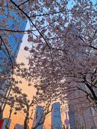 Lujiazui Cherry Blossoms  - Shanghai’s Skyline in Pink