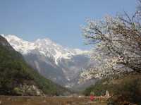 A Blossom Surprise: Cherry Flowers in Full Bloom at Blue Moon Valley