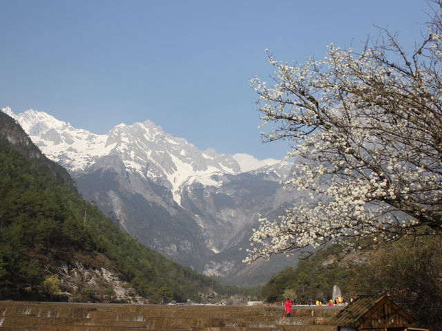 A Blossom Surprise: Cherry Flowers in Full Bloom at Blue Moon Valley
