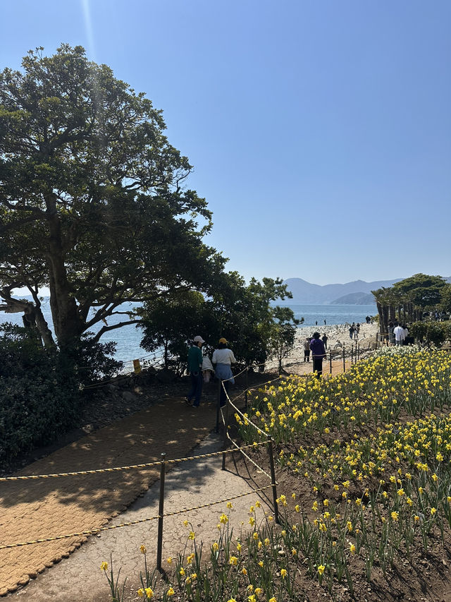 노오란 수선화가 가득한 ‘거제 공곶이’ 🌼🌻