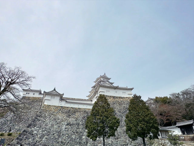 滿山遍野的櫻花城～姬路城❤️