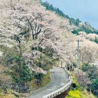 山原國立公園~櫻花山野