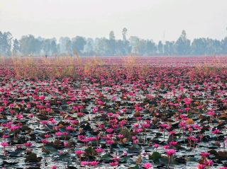 Red Lotus Field at Ban Rang Bua