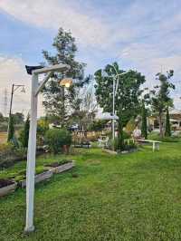 ร้าน WHITE CACTUS