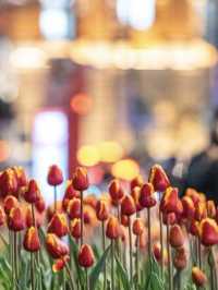 This isnt in holland but in Shanghai -Tulips Bloom 🌷 