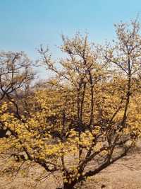 A Different Shade of Spring: Discovering Sansuyu's Golden Bloom in a Picturesque Setting 