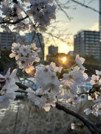 日本百大賞櫻勝地🌸東京上野恩𧶽公園🌸
