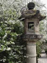 Cherry Blossoms at Horin-ji Temple, Kyoto