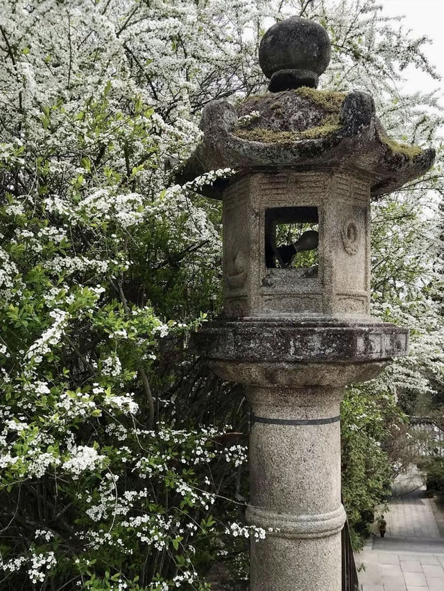Cherry Blossoms at Horin-ji Temple, Kyoto