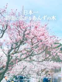 日本一のあんずの里【長野/千曲】