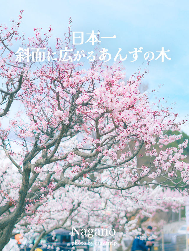 日本一のあんずの里【長野/千曲】