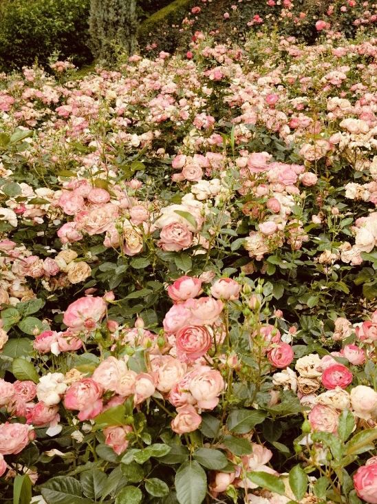 Anticipating the Bloom: A Spring Visit to Dodang's Green Spaces 