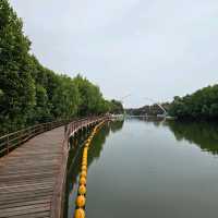 🎄ป่าชายเลนกลางเมือง | ปอดของคนระยอง 🏞