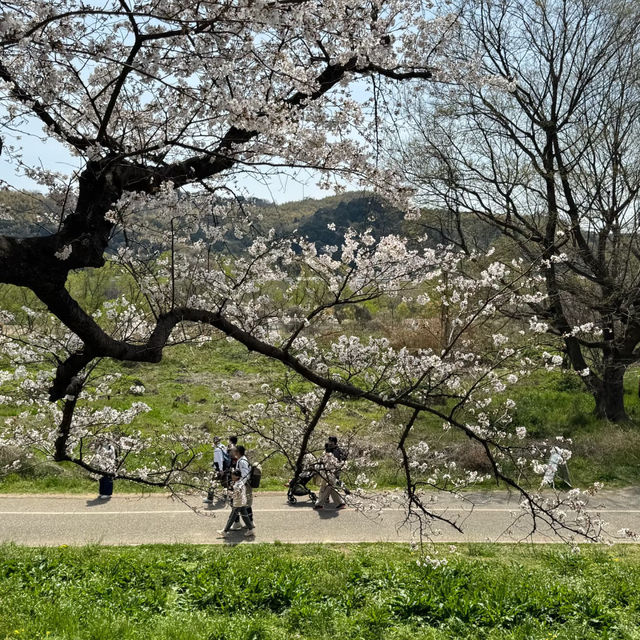 上大謝名櫻花公園~櫻花下的盛會 🌸🍱
