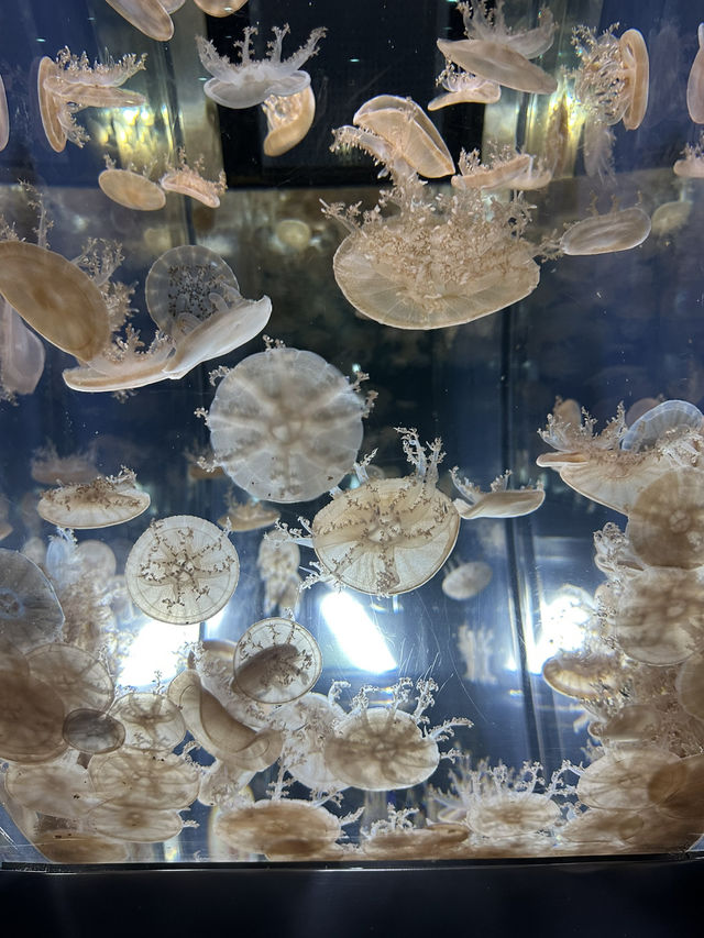 驚喜連連的海遊館🐬