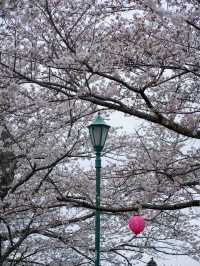 太田山公園で桜の美しさを堪能🌸