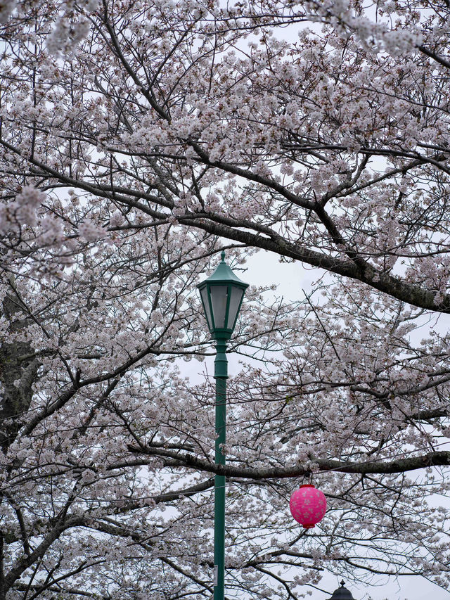 太田山公園で桜の美しさを堪能🌸