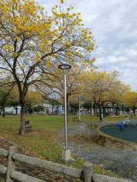 金黃花海迎春光，廍子公園黃花風鈴木花季盛宴。