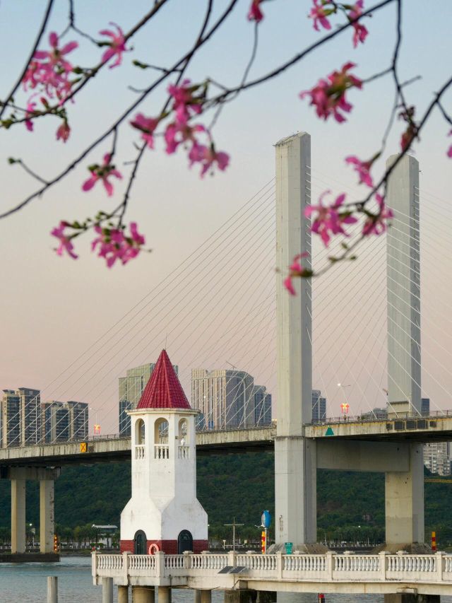 珠海橫琴花海長廊：遇見粉紅的季節