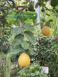 無料で入園できる日がある！？つくば植物園🌱
