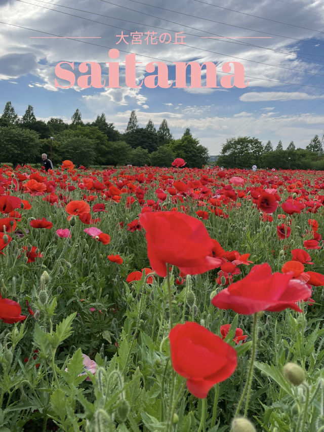 【埼玉】広大な敷地に、四季折々の花が咲き乱れる公園