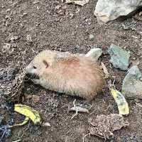 Réserve Peyrieras Madagascar Exotic｜近距離認識馬達加斯加生物
