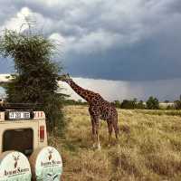 塞倫蓋提國家公園 Serengeti National Park｜一生必訪的野生動物天堂