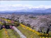 Shiraishi-gawa Tsutsumi Sakura – The Tohoku Region's Most Epic Blossom Avenue