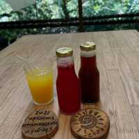 Nature’s Haven at Rainforest Tree House