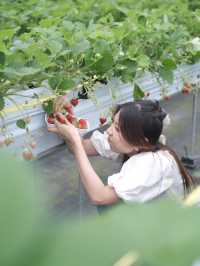 沖繩なかま苺農園  