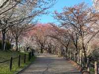 名古屋賞櫻，春光爛漫的東山動植物園