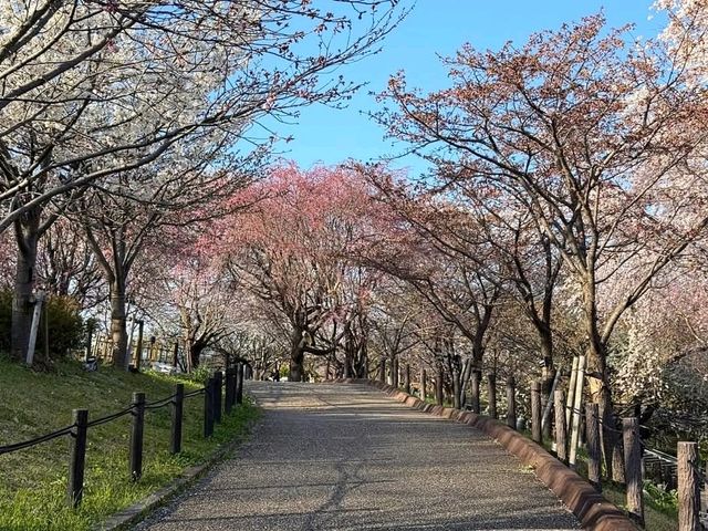 名古屋賞櫻，春光爛漫的東山動植物園