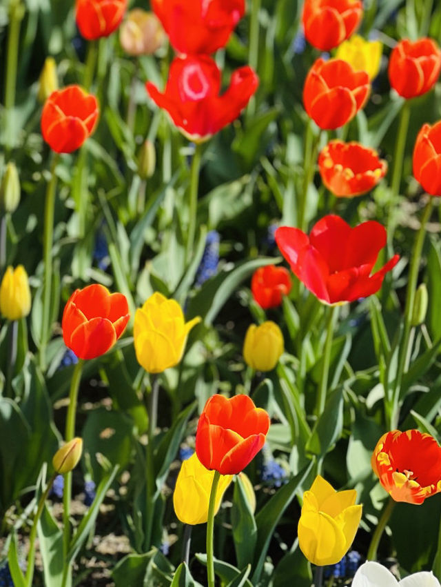 Pinnacle Land Tulip Festival: A Springtime Delight in Asan 🌷🌸