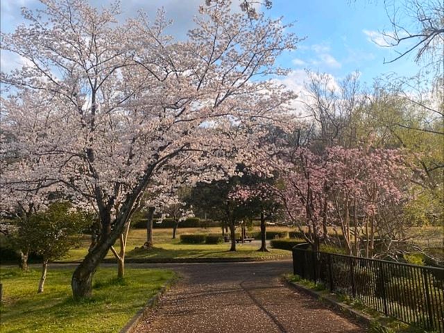 名古屋-平和公園，一萬步路線的賞櫻名所