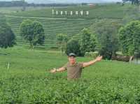 ไร่ชาฉุยฟงเป็นไร่ชาที่สวยงาม สีเขียวสดใส